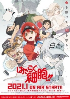 Hataraku Saibou 2nd Season